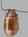 Brown Dot Leafy Spurge Flea Beetle