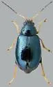 Aphthona czwalinai