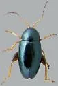 Aphthona lacertosa