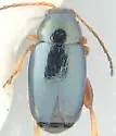 Aphthona lacertosa - photo 2