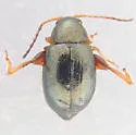 Aphthona lacertosa - photo 3