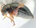 Aphthona lacertosa - photo 4