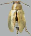 Aphthona nigriscutis