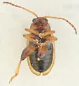 Aphthona nigriscutis - photo 3