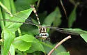 Broad-striped Forceptail