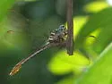 Broad-striped Forceptail - photo 2
