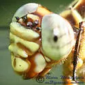 Broad-striped Forceptail - photo 3