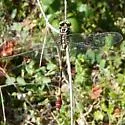 Broad-striped Forceptail - photo 4