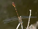 Narrow-striped Forceptail