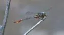 Narrow-striped Forceptail - photo 2