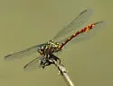 Narrow-striped Forceptail - photo 3