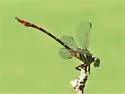Narrow-striped Forceptail - photo 4
