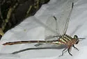 Narrow-striped Forceptail - photo 5