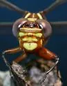 Two-striped Forceptail