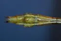 Two-striped Forceptail - photo 2