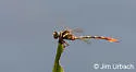 Two-striped Forceptail - photo 3