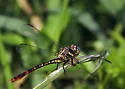 Two-striped Forceptail - photo 4