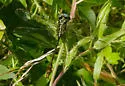 Two-striped Forceptail - photo 5