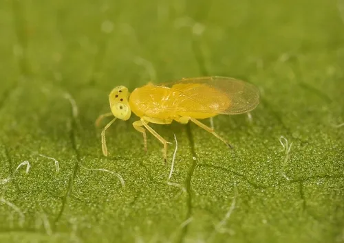 Aphytis chrysomphali