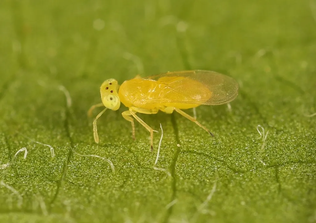 Aphytis chrysomphali - photo 2