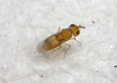 Aphytis hispanica