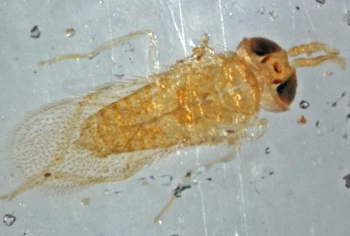 Red Scale Parasite