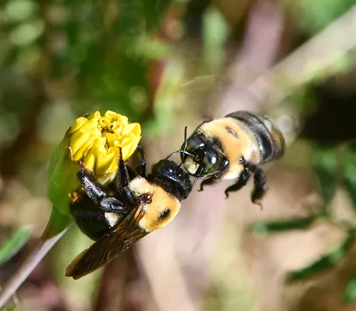 Cuckoo, Carpenter, Digger, Bumble, and Honey Bees - photo 2