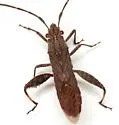 Apidaurus conspersus
