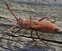 Apidaurus conspersus - photo 2
