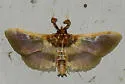 Apilocrocis brumalis - Hodges#5112 - photo 3