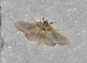 Apilocrocis brumalis - Hodges#5112 - photo 4