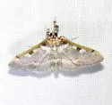 Apilocrocis Moth - Hodges#5113