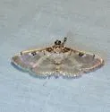 Apilocrocis Moth - Hodges#5113 - photo 2