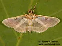 Apilocrocis Moth - Hodges#5113 - photo 4