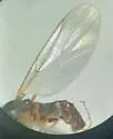Apiloscatopse collaris