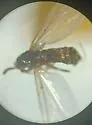 Apiloscatopse collaris - photo 2
