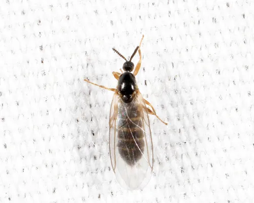Apiloscatopse fattigi - photo 3