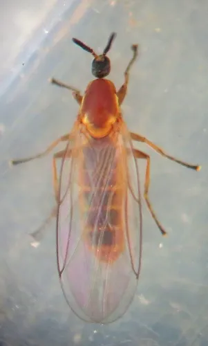 Apiloscatopse flavicollis
