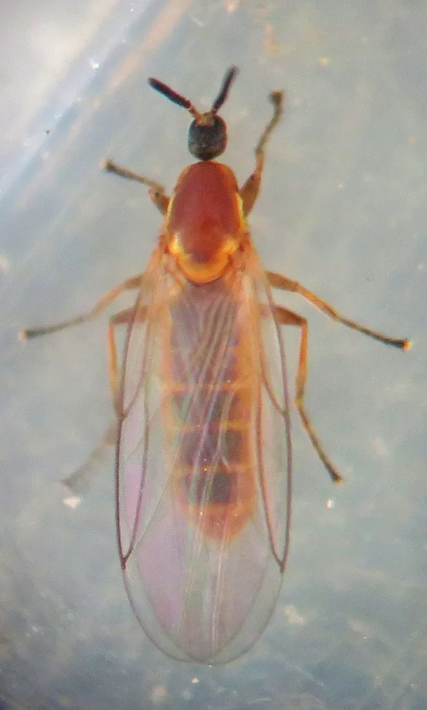 Apiloscatopse flavicollis - photo 2