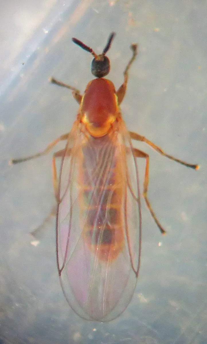 Apiloscatopse flavicollis - photo 3