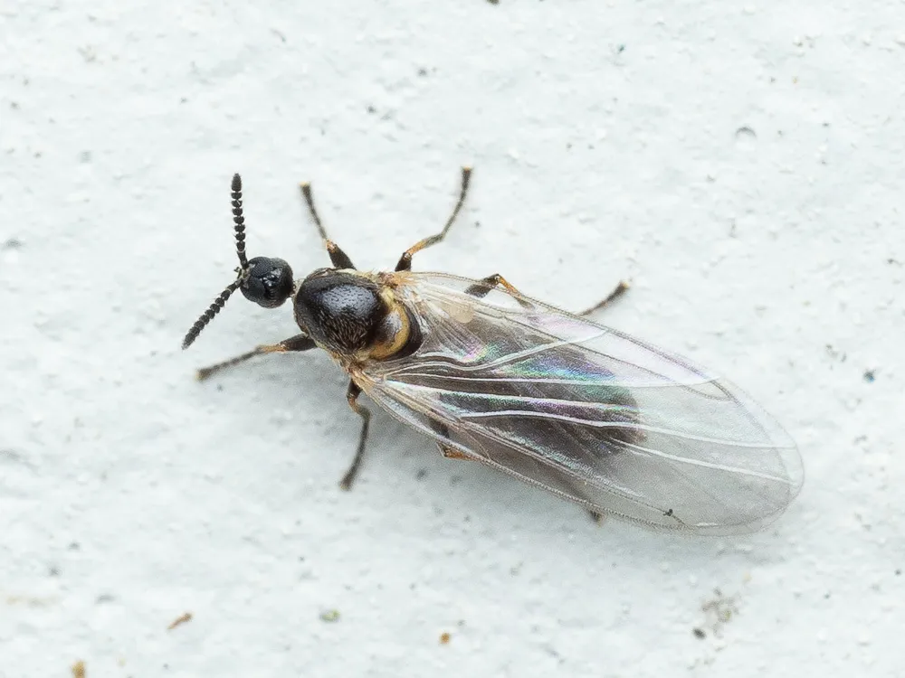 Apiloscatopse scutellata - photo 2