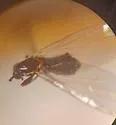 Apiloscatopse uncinata - photo 2