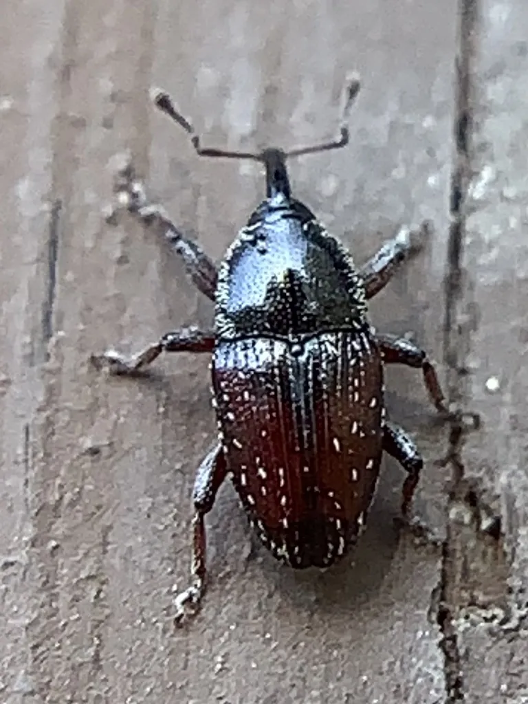 Apinocis blanditus - photo 2