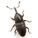 Apinocis deplanatus