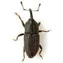 Apinocis deplanatus - photo 2