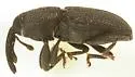 Apinocis deplanatus - photo 4