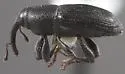 Apinocis nasutus - photo 2