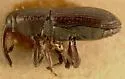 Apinocis nasutus - photo 4