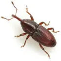 Apinocis planiusculus