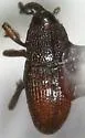 Apinocis planiusculus - photo 2